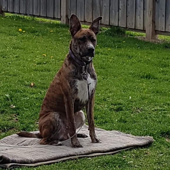 Meet your Posher, Troy - Picture 1 of 1